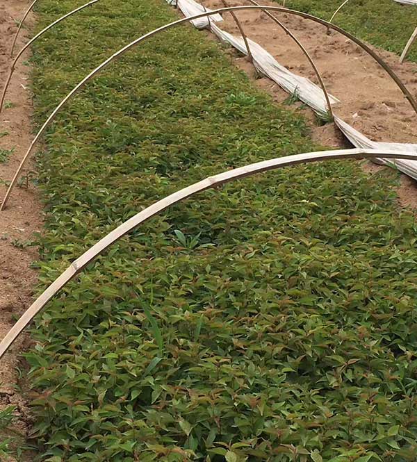 山櫻桃種子發芽出苗圖片