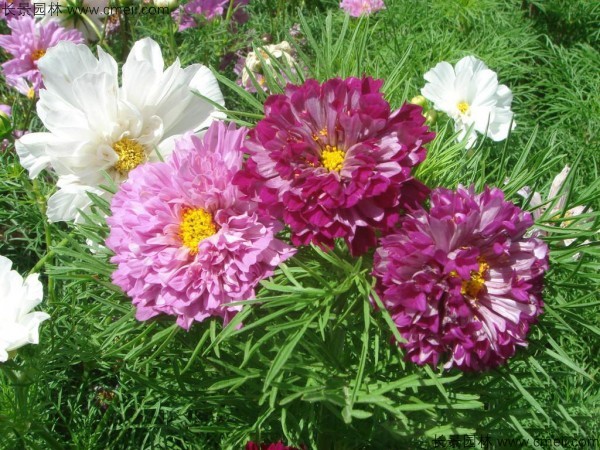 波斯菊種子發芽出苗開花圖片 波斯菊種子發芽出苗開花圖片