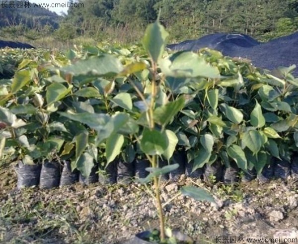 菩提樹種子發芽出苗圖片 菩提樹種子發芽出苗圖片