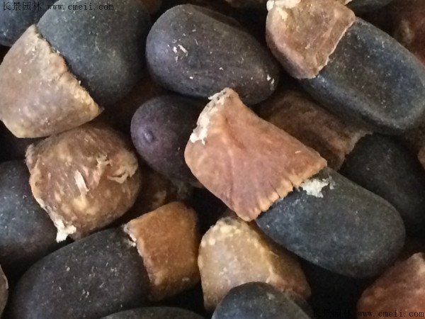 菩提樹種子圖片 菩提樹種子圖片