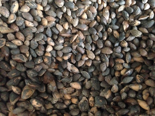 美國(guó)松種子圖片 美國(guó)松種子圖片