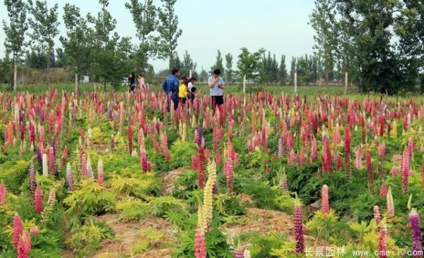 羽扇豆種子發芽出苗開花圖片