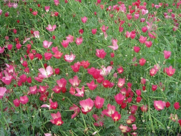 花菱草種子發(fā)芽出苗開花圖片