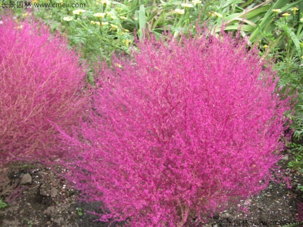 紅葉地膚種子發(fā)芽出苗圖片