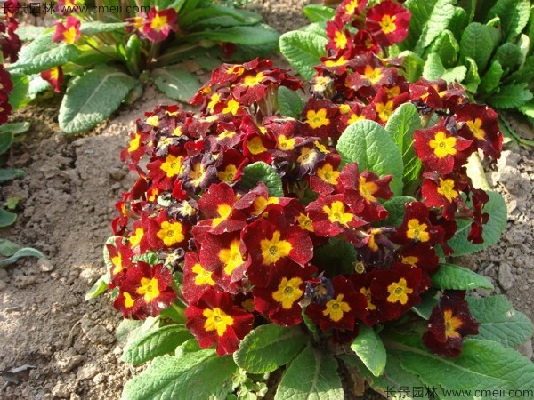 歐洲報春花 歐洲報春花