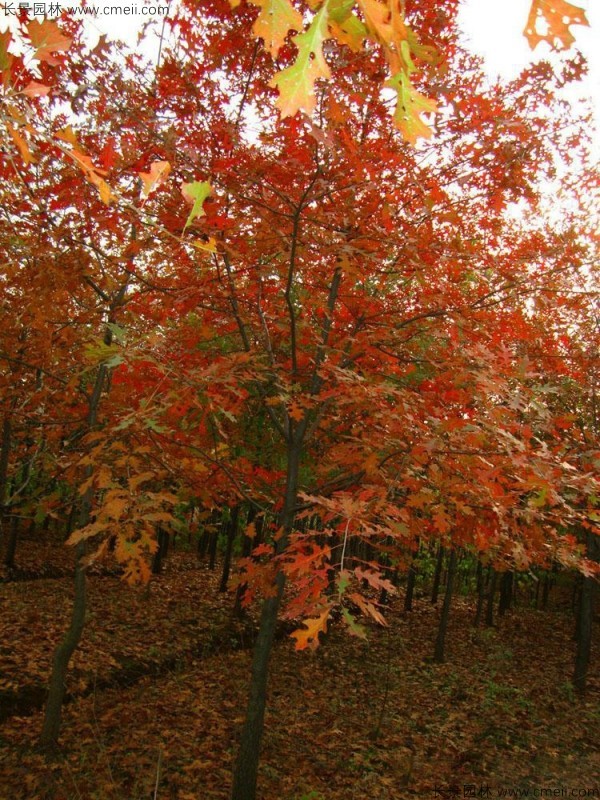 櫟樹種子發芽出苗圖片
