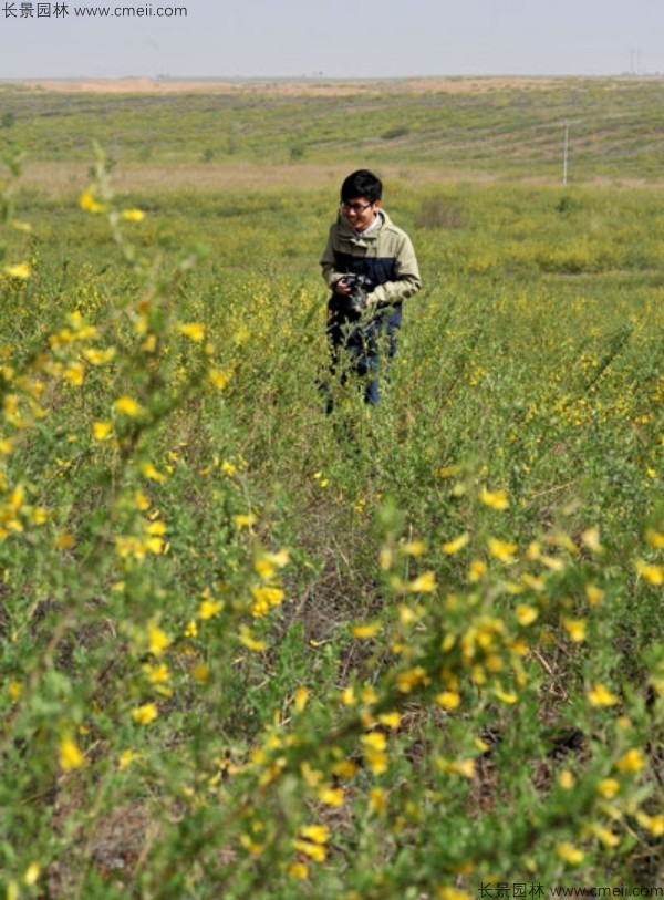 錦雞兒種子發芽出苗開花圖片