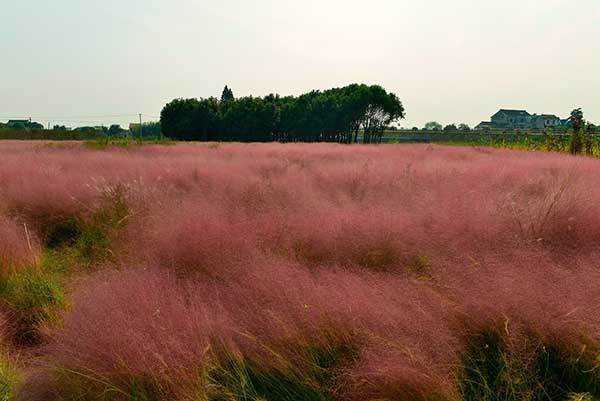粉黛亂子草 粉黛亂子草