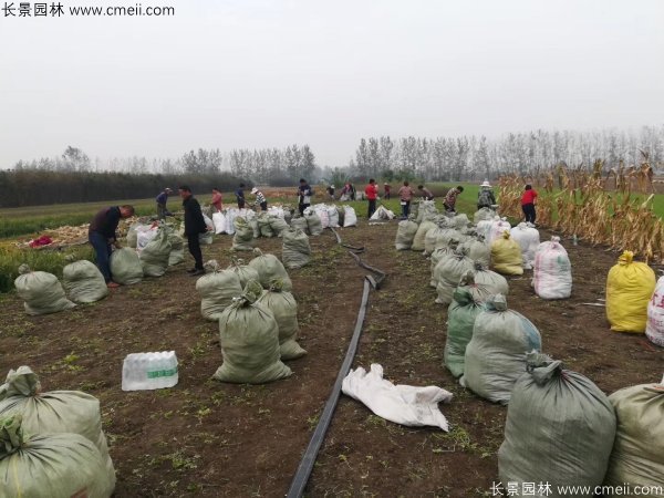 佛甲草發物流快遞裝箱包裝圖片 