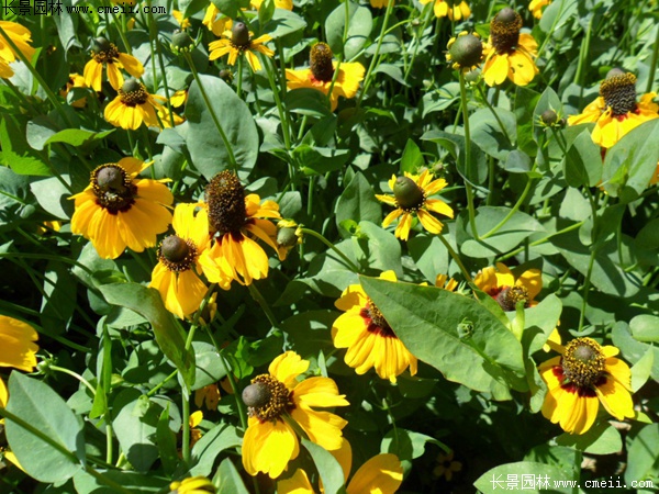 草原松果菊 草原松果菊
