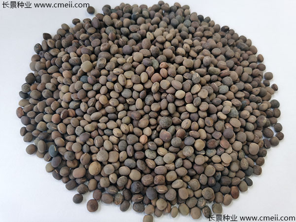 箭筈豌豆種子實(shí)拍圖片 箭筈豌豆種子實(shí)拍圖片