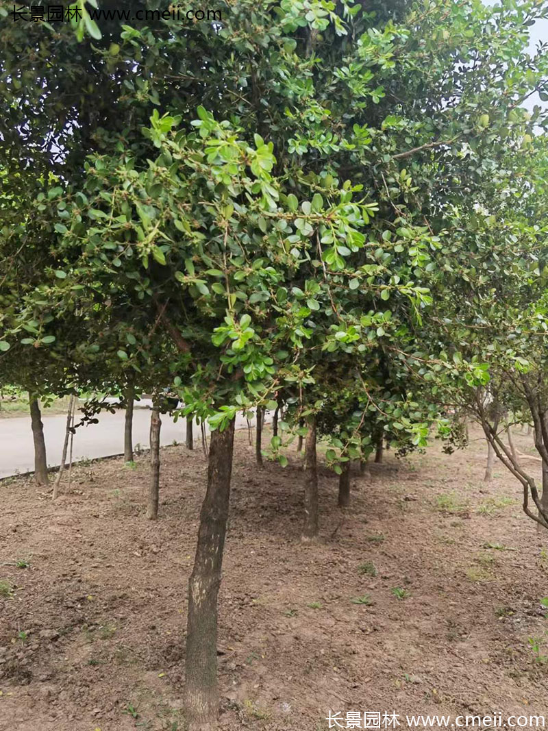 小葉黃楊樹 小葉黃楊樹