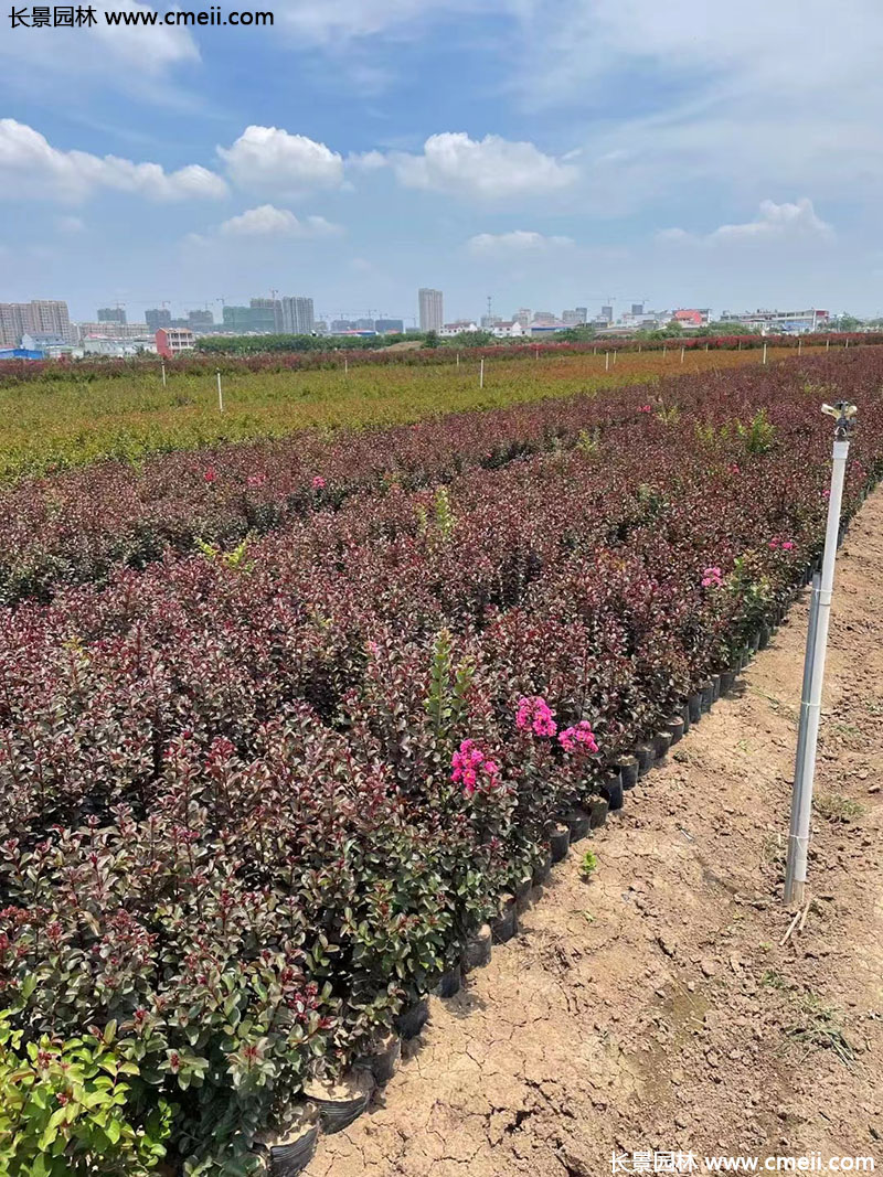 長景園林矮紫薇 長景園林矮紫薇