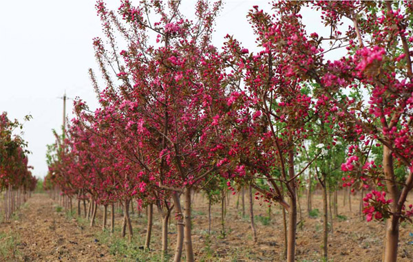 北美海棠 北美海棠