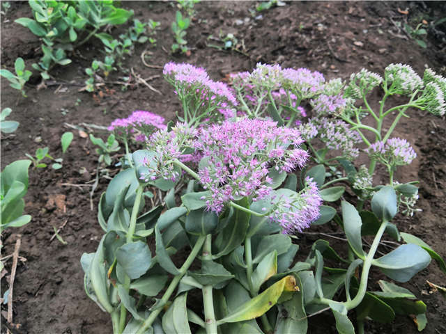 沭陽長景園林八寶景天種植基地實拍圖片