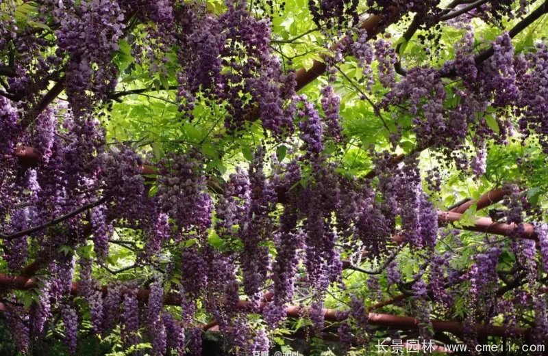 八重黑龍紫藤 八重黑龍紫藤