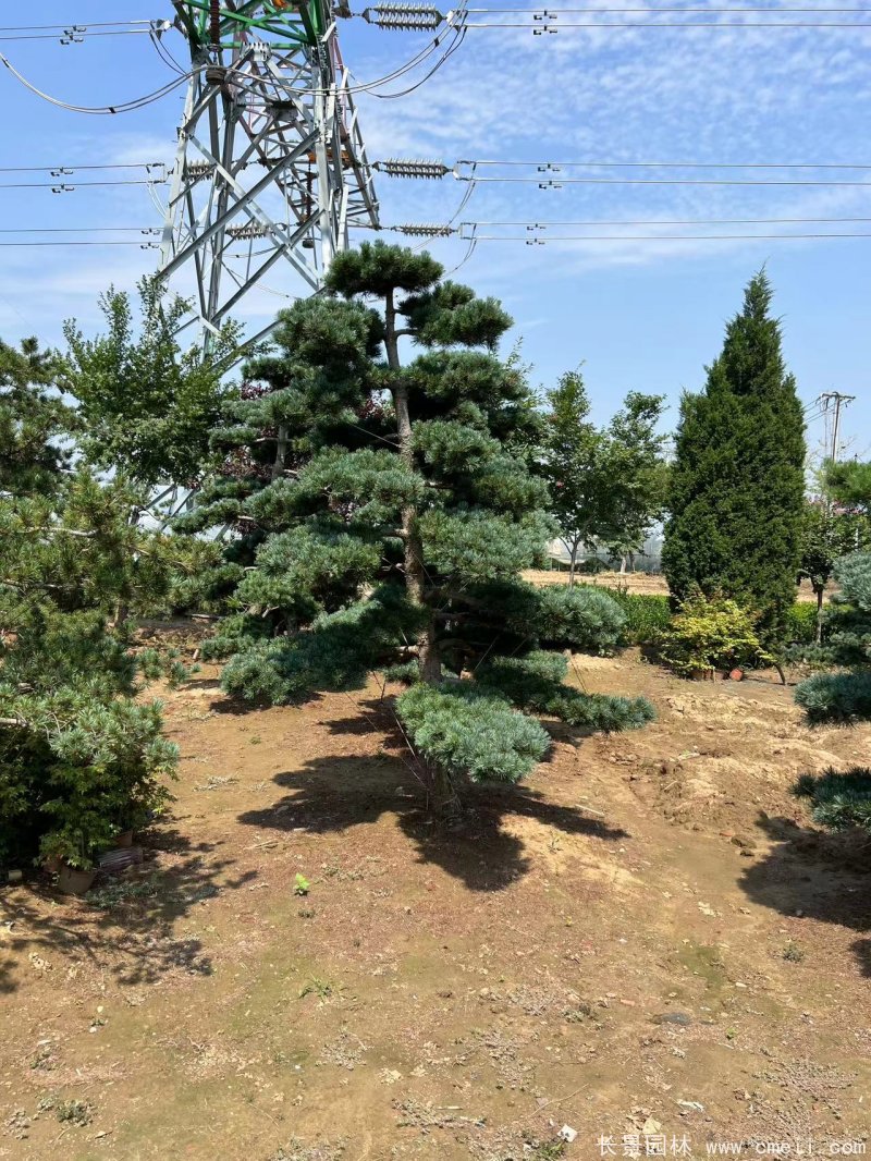 造型五針?biāo)? width= 造型五針?biāo)?/></p><p style=