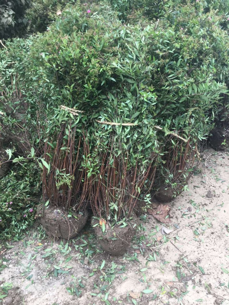 繡線菊球 繡線菊球