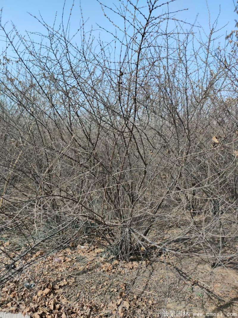 叢生榆葉梅 叢生榆葉梅