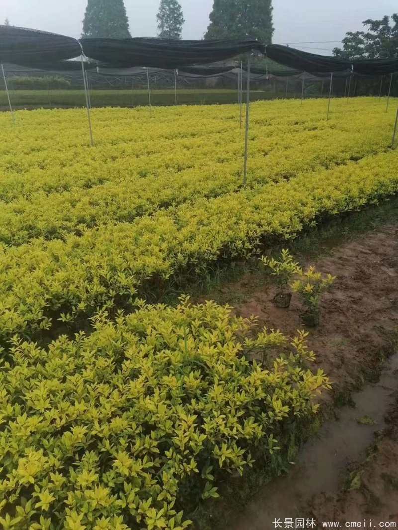 黃金枸骨 黃金枸骨