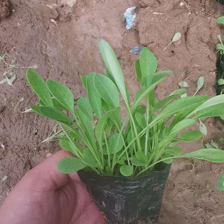 金雞菊苗營養(yǎng)缽盆栽苗 金雞菊苗營養(yǎng)缽盆栽苗