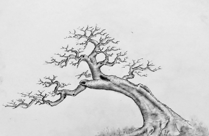 造型樹(shù) 造型樹(shù)