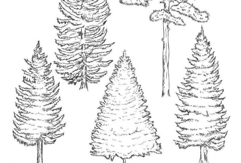 松樹(shù) 松樹(shù)