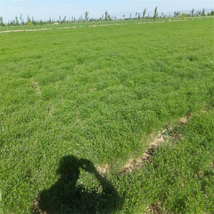 孜然種子 孜然種子