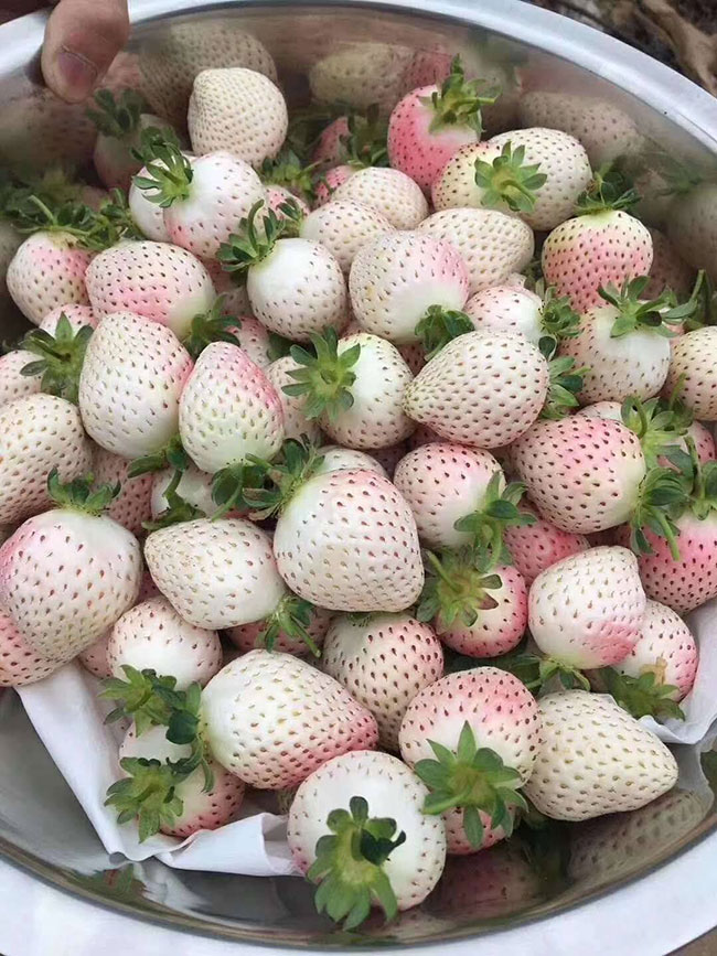 白草莓 白草莓