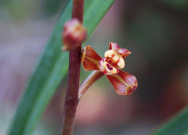 墨蘭種植方法 墨蘭種植方法