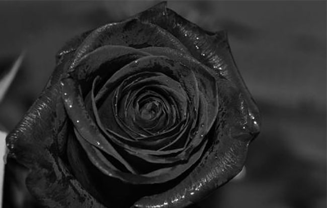 黑玫瑰的花語(yǔ)是什么？黑玫瑰的寓意和象征