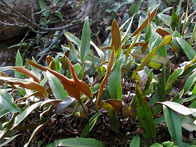 石韋的功效與作用有哪些?石韋種植前景怎么樣? 石韋的功效與作用有哪些?石韋種植前景怎么樣?