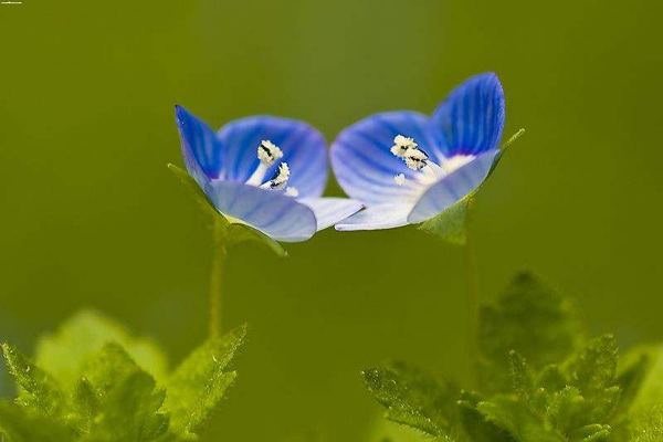婆婆納的花 婆婆納的花