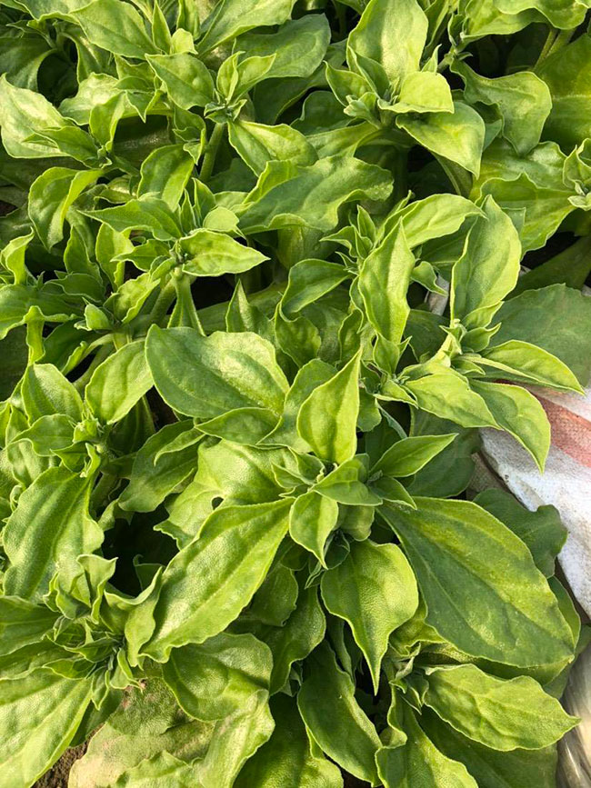 冰草又名冰菜，近幾年在市場上是極為熱銷的綠色菜品。冰草營養(yǎng)價值高，吃起來口感鮮美，營養(yǎng)價值高，市場價格很高，種植經(jīng)濟(jì)效益很不錯。冰草以前我國是沒有的，它原產(chǎn)非洲，后來因?yàn)榻?jīng)濟(jì)營養(yǎng)價值高，引種種植，目前的發(fā)展前景很不錯。那么美，種植冰草有前景嗎?種植冰草收入怎樣?下面我們一起來看看吧!  一、種植冰草有前景嗎? 冰草是一種新的特色食材，它的表面有水滴狀的結(jié)晶，看起來表面結(jié)了一層冰，所以取名冰菜。冰草吃起來爽口、多汁，營養(yǎng)價值高，一公斤售價十幾元，很受市場歡迎。冰草的生長期長達(dá)6個月，一年可以種植兩茬，畝產(chǎn)量高達(dá)3000公斤，按照現(xiàn)在的行情，每公斤冰菜可以賣到10元，種植效益非常可觀。冰草不僅可以食用，還能起到美容、預(yù)防三高的作用，種植前景很不錯。  二、種植冰草收入怎樣? 冰草是一種比較爽口的蔬菜，食用方法也很多，用它配上一些芝麻醬，然后蘸著醬，非常好吃。冰草是我國產(chǎn)的，它是從非洲引進(jìn)來的，種植的時候要提高肥水的使用效率，這樣有助于增產(chǎn)。冰草口感脆嫩，以做涼拌菜為主。冰草屬于高端蔬菜，多數(shù)從大連等地引進(jìn)，售價高達(dá)30元每公斤。從去年春天開始，范學(xué)江經(jīng)朋友介紹開始嘗試種植冰菜，經(jīng)過一年的嘗試，發(fā)現(xiàn)種植冰草的收入很可觀，產(chǎn)地收購價10元每公斤，一畝地可產(chǎn)3000公斤，那么一畝地最低收益3萬元。  三、種植冰草的方法 1、播種 冰草種子小，浸種催芽，播種溫度控制在20℃，薄土覆蓋，播種后35—40天可出芽，培育苗高5厘米左右就可以移栽入圃了。 2、移栽 冰菜耐干旱性強(qiáng)，透氣好、排水良好的土壤種植效果好，移栽幼苗的時候注意溫度和光照，株距為30~40cm，控制行距，移栽后澆一次大水，緩苗大約10左右恢復(fù)長勢。 3、管理 給冰菜澆水的時候添加點(diǎn)食用鹽，葉面出現(xiàn)萎蔫的時候就可以澆水了，時間盡量清晨，溫度在10~30℃生長快，低于10℃發(fā)生凍害，夏季養(yǎng)護(hù)采取遮光措施。 4、采收 葉面附著的結(jié)晶成型之后就是冰菜采收的時間，一般2個月左右就可采收，生長高度在10cm左右。采收后的蔬菜需要低溫環(huán)境中保存，環(huán)境溫度過高，會導(dǎo)致冰草變質(zhì)。 以上就是關(guān)于種植冰草有前景嗎和種植冰草收入怎樣的相關(guān)介紹，冰草產(chǎn)地批發(fā)報(bào)價可到中國花木網(wǎng)查詢，以上價格信息均是花木網(wǎng)商家提供的實(shí)時報(bào)價，不過因?yàn)槊缒拘星樽兓^大，所以僅供參考，采購冰草可查詢商家電話詢價。