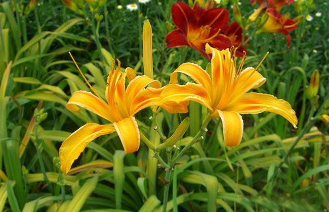 萱草的花語是什么?萱草的寓意和象征