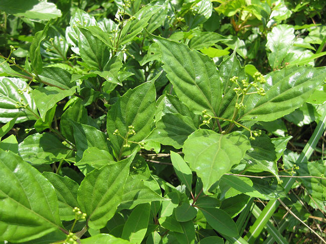 觀音樹是什么樹?觀音樹種植前景分析