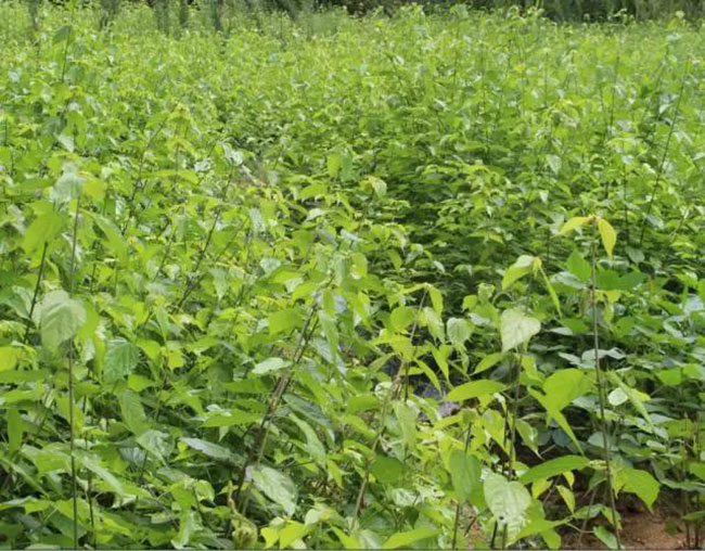 觀音樹是什么樹?觀音樹種植前景分析