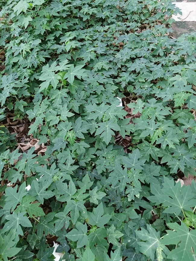 15木瓜樹多少錢一棵?2020年木瓜樹價(jià)格最新價(jià)格 15木瓜樹多少錢一棵?2020年木瓜樹價(jià)格最新價(jià)格