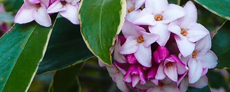 庭院冬天適合栽什么花