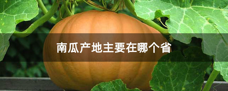 南瓜產地主要在哪個省 南瓜產地主要在哪個省