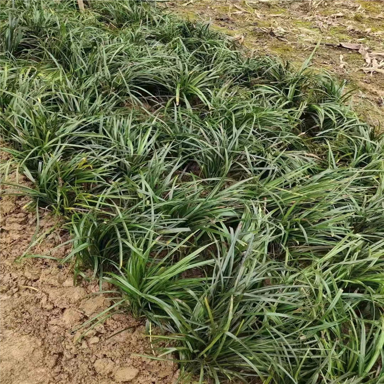 蘭花三七長景園林沭陽 蘭花三七長景園林沭陽