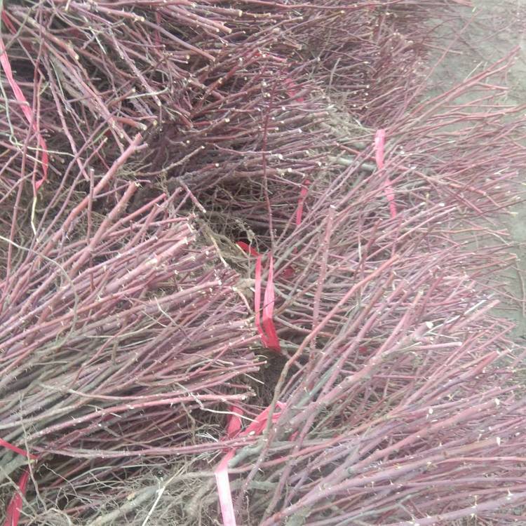 四季玫瑰苗地苗裸根苗大田 四季玫瑰苗地苗裸根苗大田