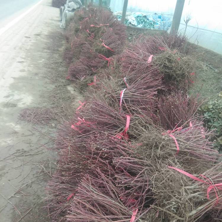 四季玫瑰苗地苗裸根苗大田 四季玫瑰苗地苗裸根苗大田