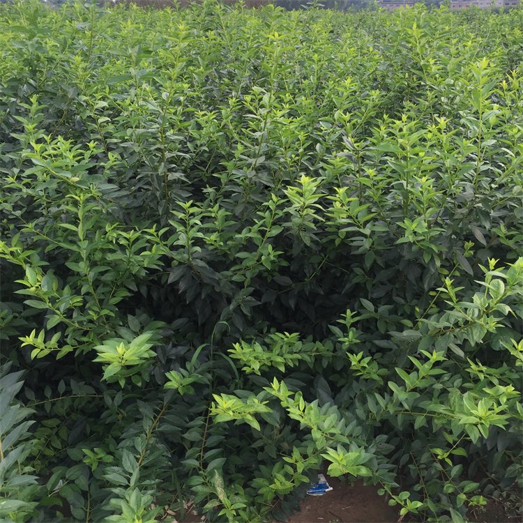 金鐘花開(kāi)花過(guò)后夏季的樣子 金鐘花開(kāi)花過(guò)后夏季的樣子